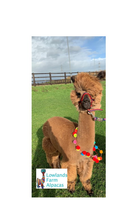 Alpaca Party