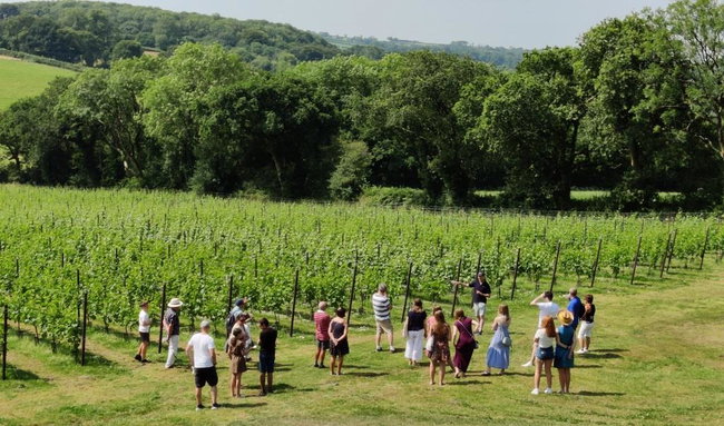 Guided Vineyard Tour & Free Tasting