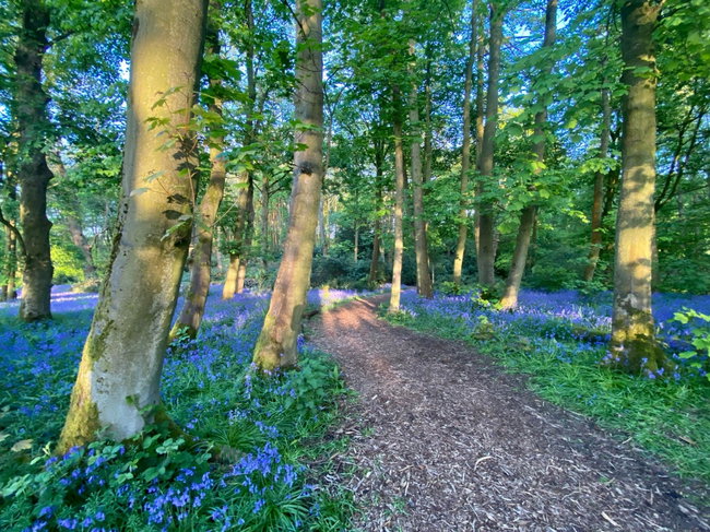 Bluebell Walk - Rode Hall & Gardens