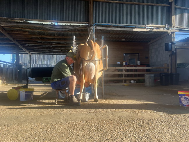 Holiday Farmer - The afternoon milking : 3.00pm - 4.30pm - SOLD OUT
