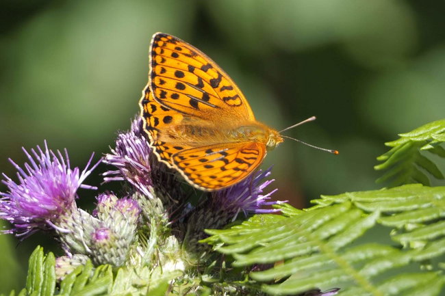 Butterflies, Breakfast & Wild Brew