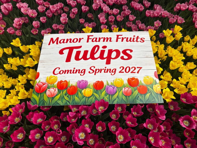 Tamworth Tulips at Manor Farm Fruits - Spring 2027