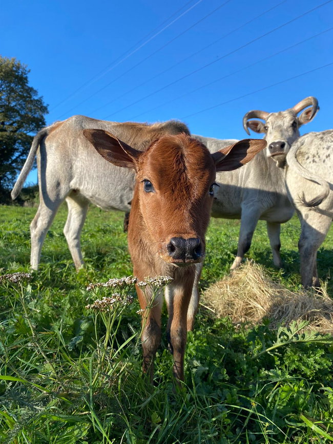 Miniature Zebu Cattle Experience 