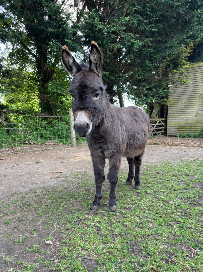 Miniature Donkey Experience (Gift)