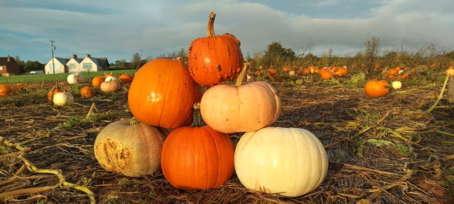 Pumpkin Patch 2025