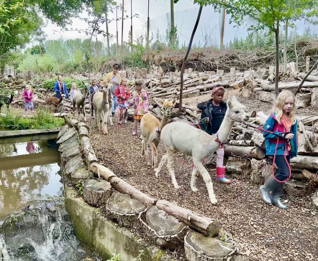 Alpaca and Goat Walking Experience - 90 minutes