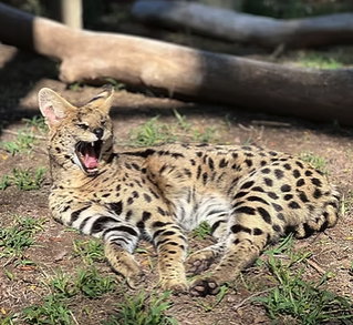 Zoo Groups of 101+ Admission 