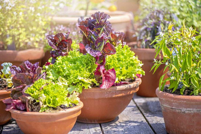 Homesteading Classes