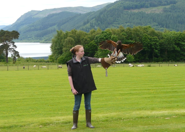 Bird of Prey Experience for 1 Adult