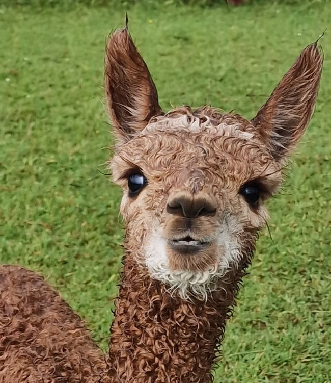 Fun Visiting Alpaca Babies