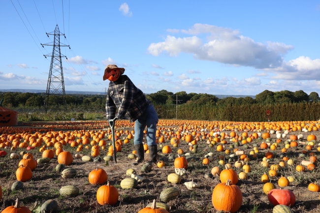 Pumpkin Picking Ticket