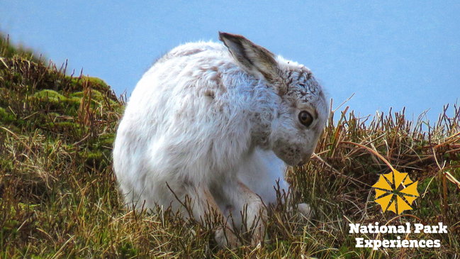 Mountain Hares Discovery Walk