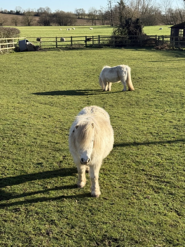 Holiday Farmer - Ponies and other animals : 10.00-11.30am - SOLD OUT