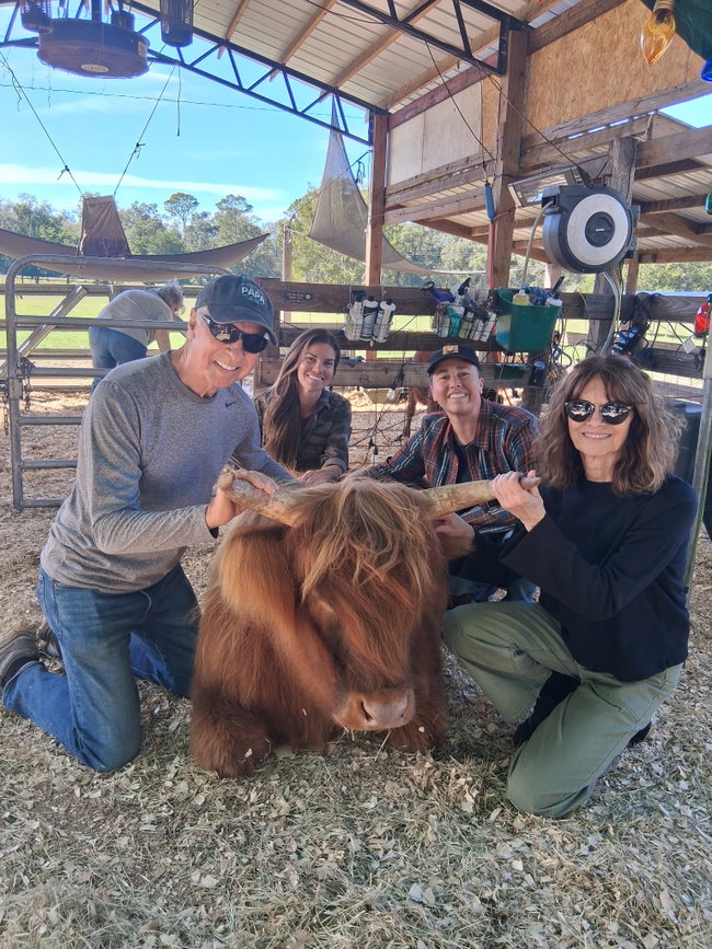Highland Cow Cuddle for 2-30 Min