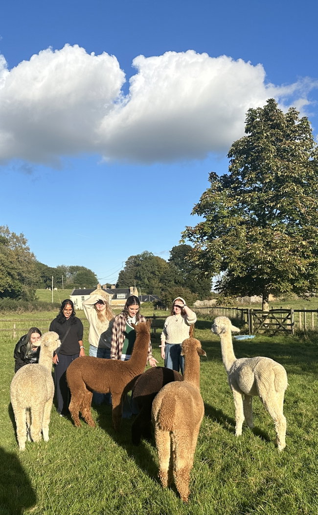 Alpaca Experience