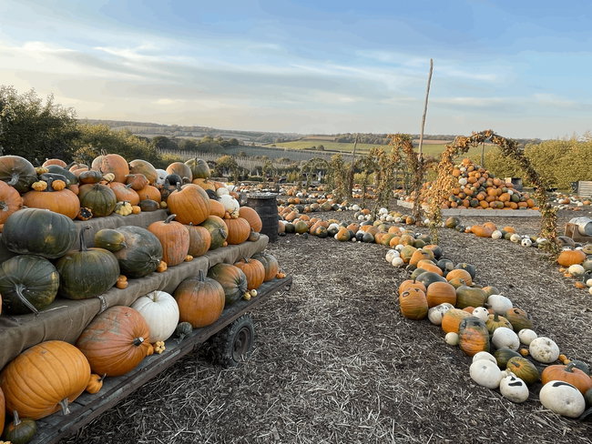 Pick your own pumpkins