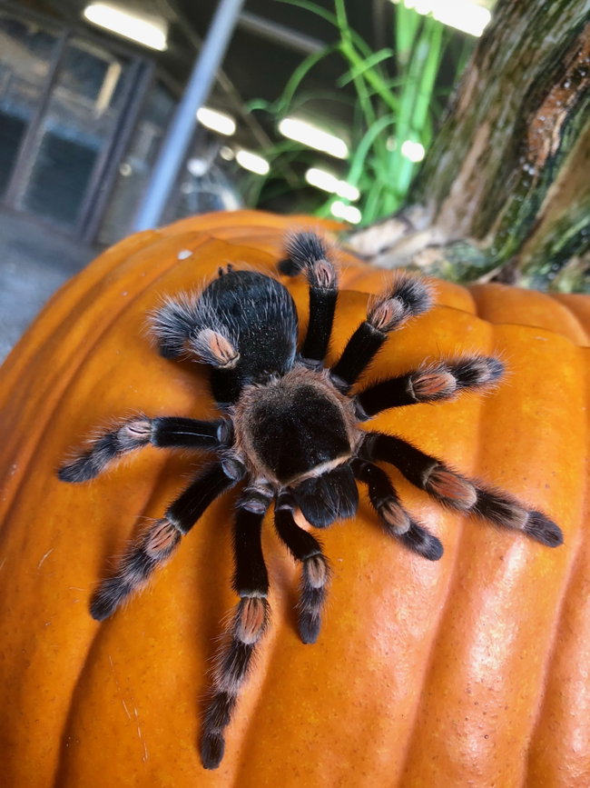 Boo at the Zoo
