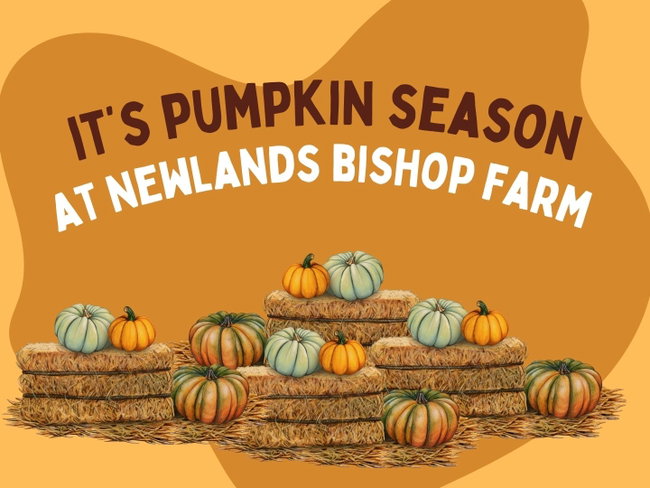 Pumpkin Patch 