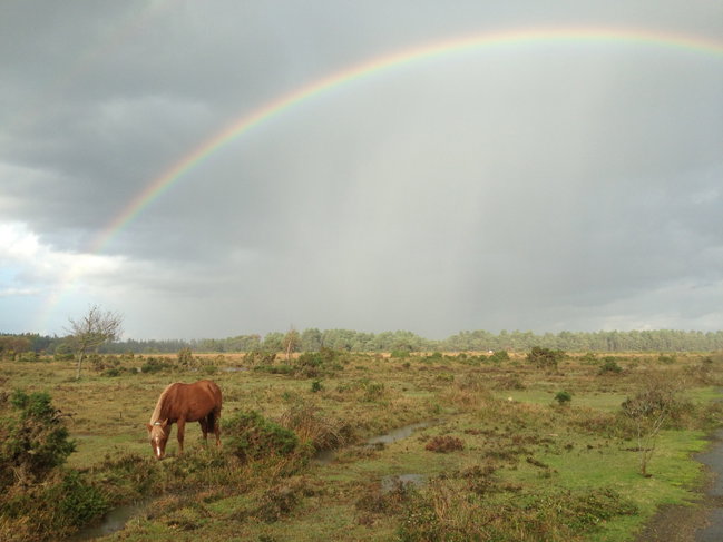 Welcome to the New Forest (Wilverley)