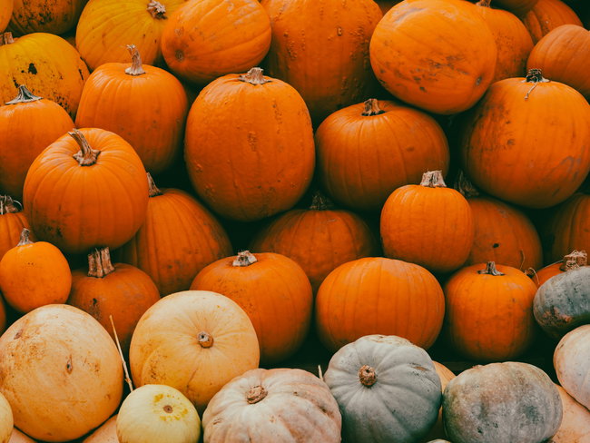 Pumpkins on the farm