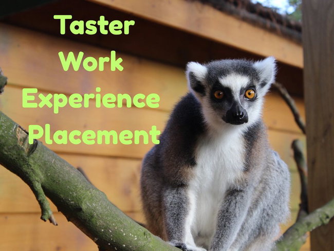 Taster Work Experience Placement