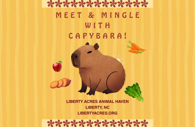 Capybara Experience
