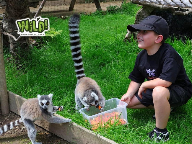 Mini V.I.P. Lemur