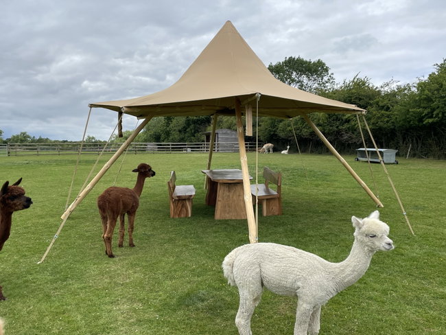 Alpaca Trek and Bring your own Picnic
