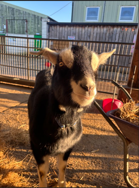 Goat Experience