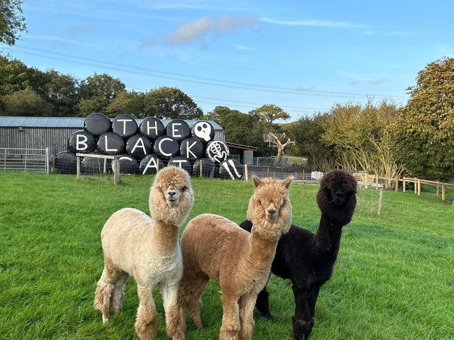 Pumpkin Patch Alpaca Walk