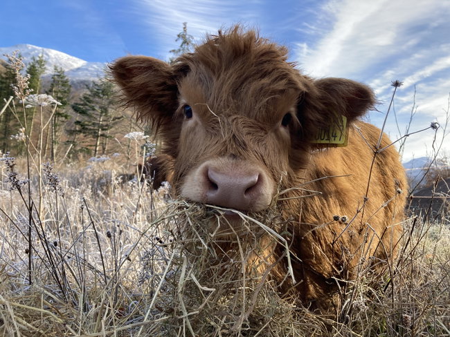 🐮 PRIVATE Highland Cow Experience