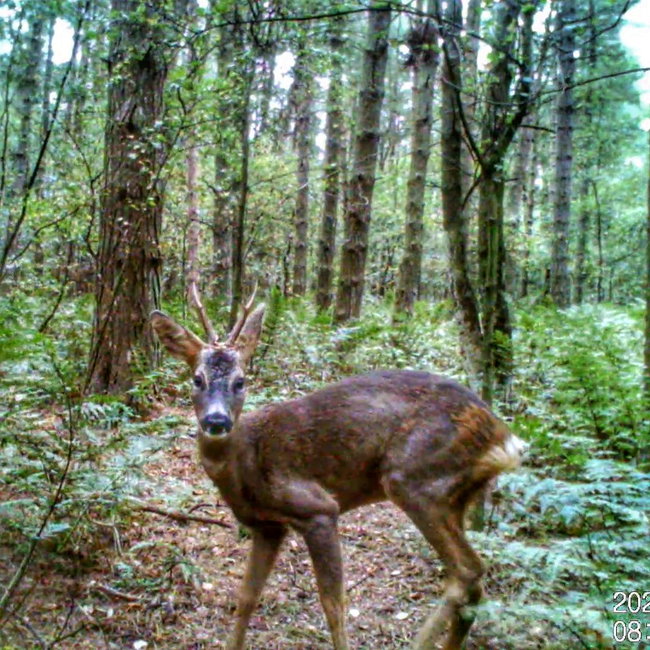 Introduction to Animal Tracking