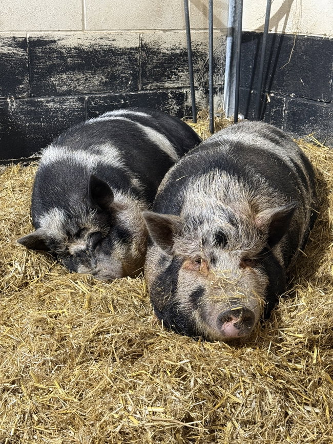 Teenage Animal Club - individual day booking 