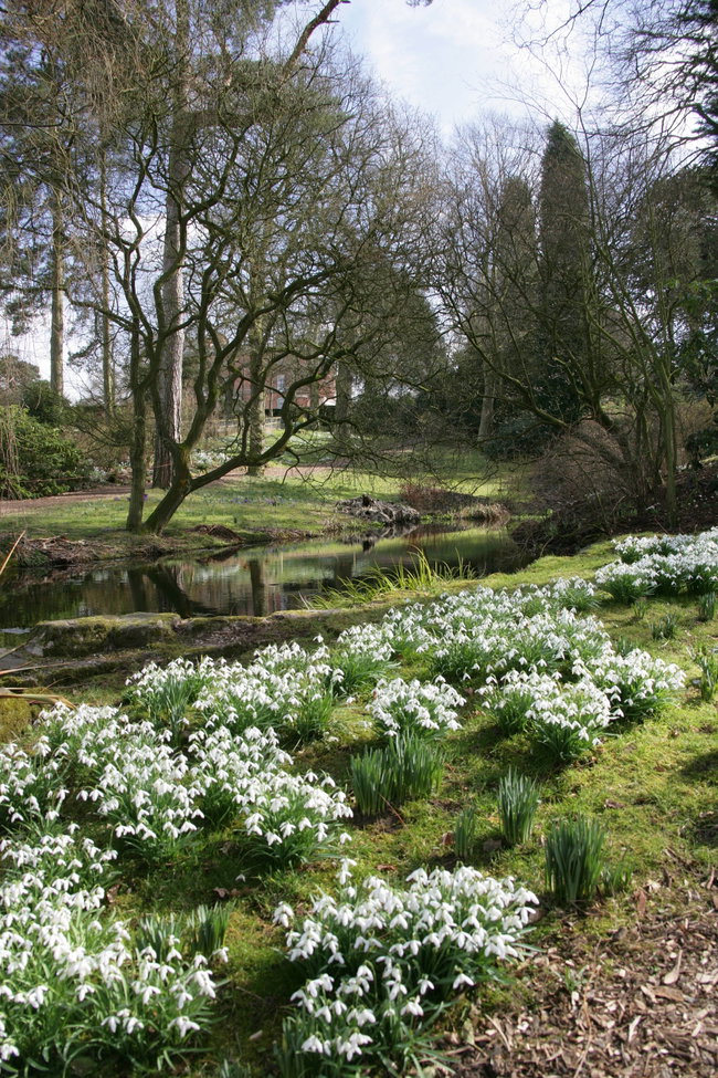 Snowdrop Walk