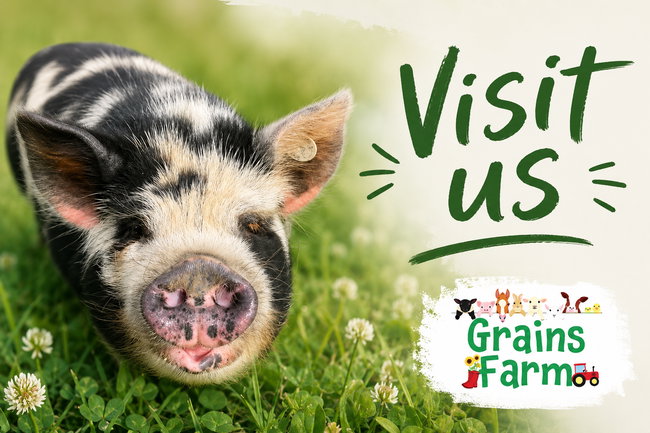 Grains Farm Visit 