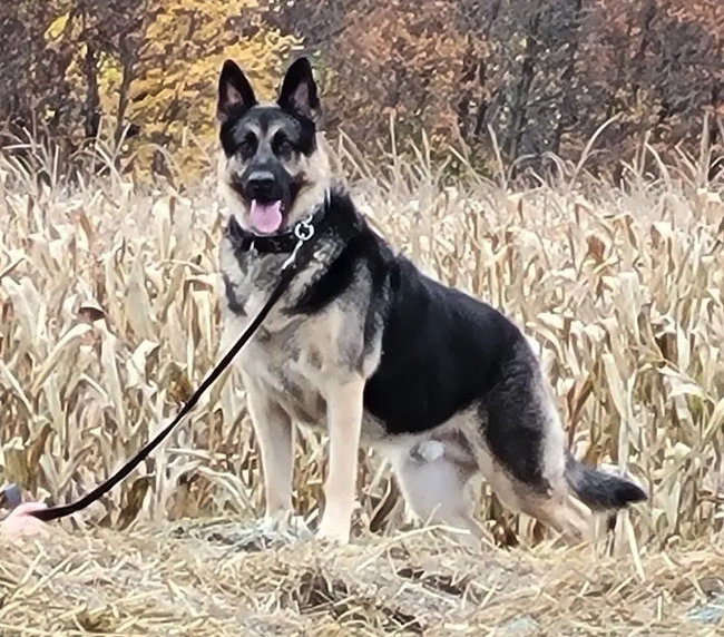 Dog Dayz at the Corn Maze (Oct 25)