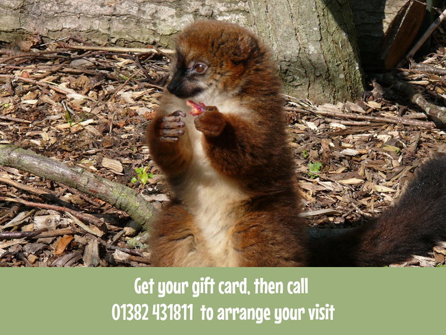 Junior Zoo Keeper Experience