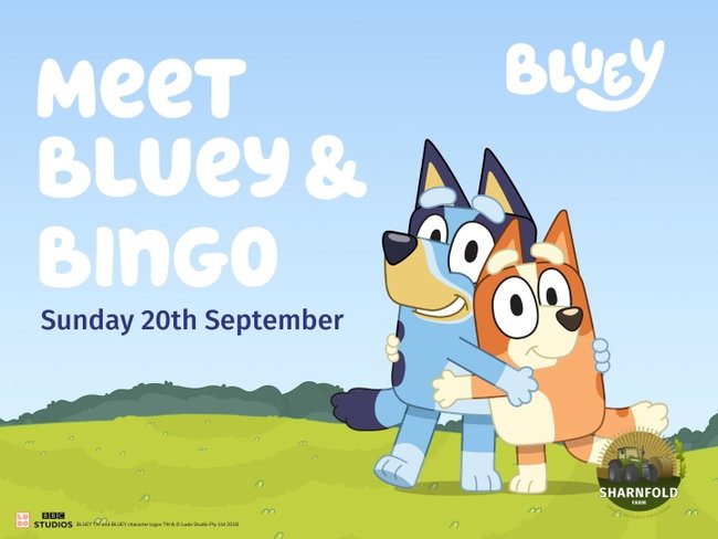 Meet Bluey and Bingo