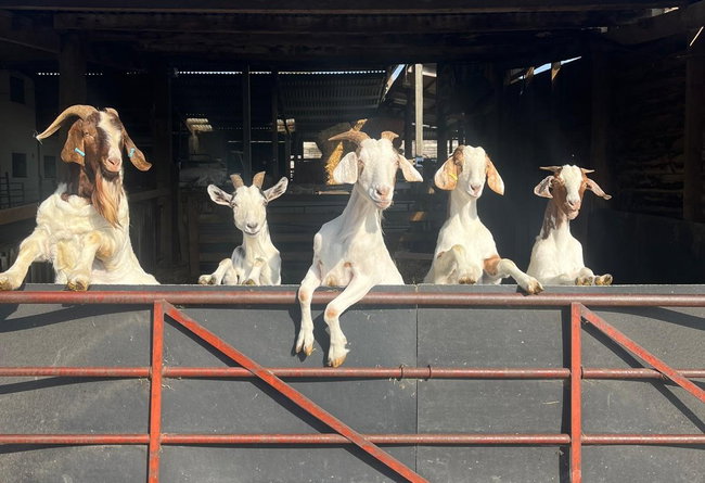 Boydells Dairy Farm - Mini Farmer Experience (2-5yrs)