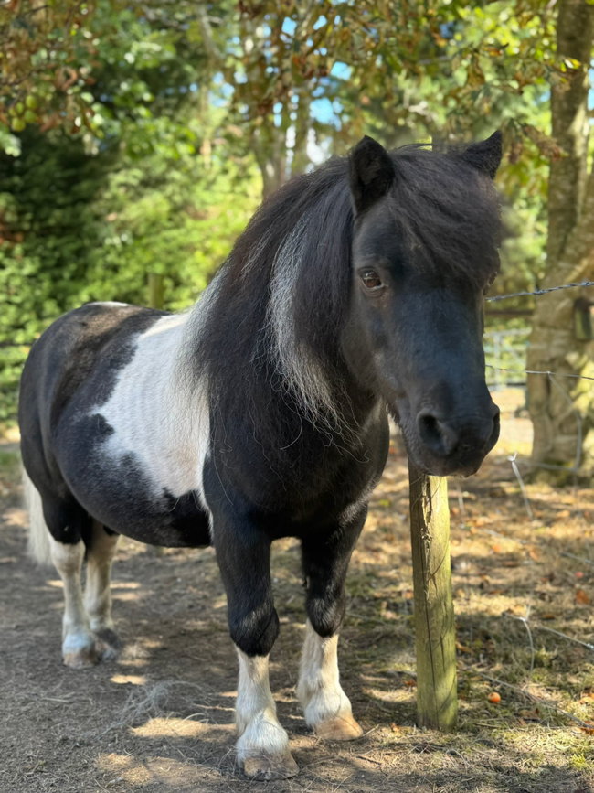 Pony Experience