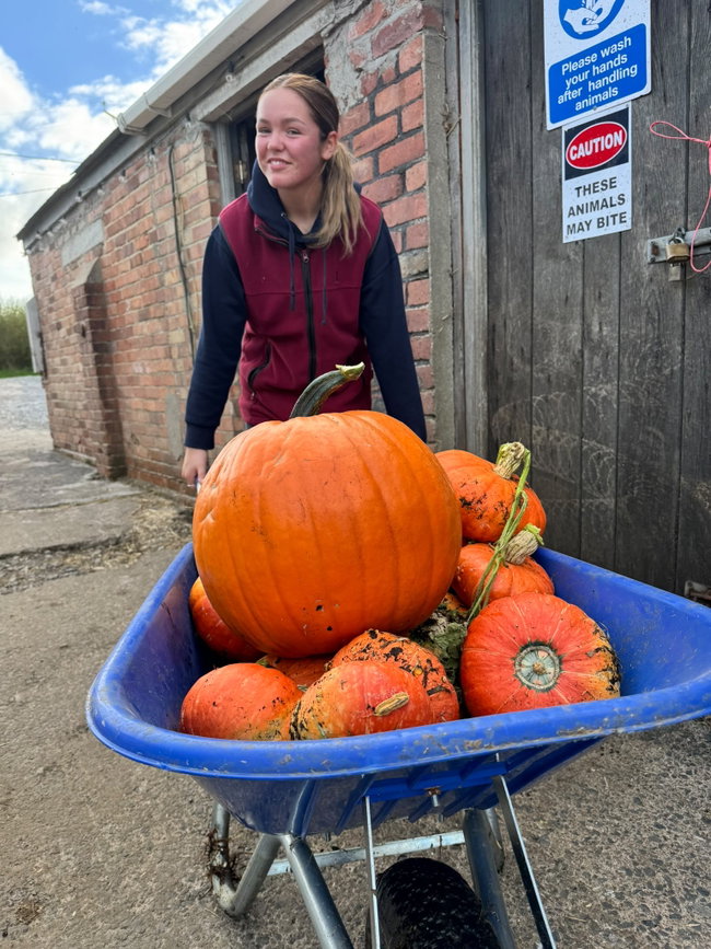 Will’s Pumpkin Festival (includes entry to the farm)