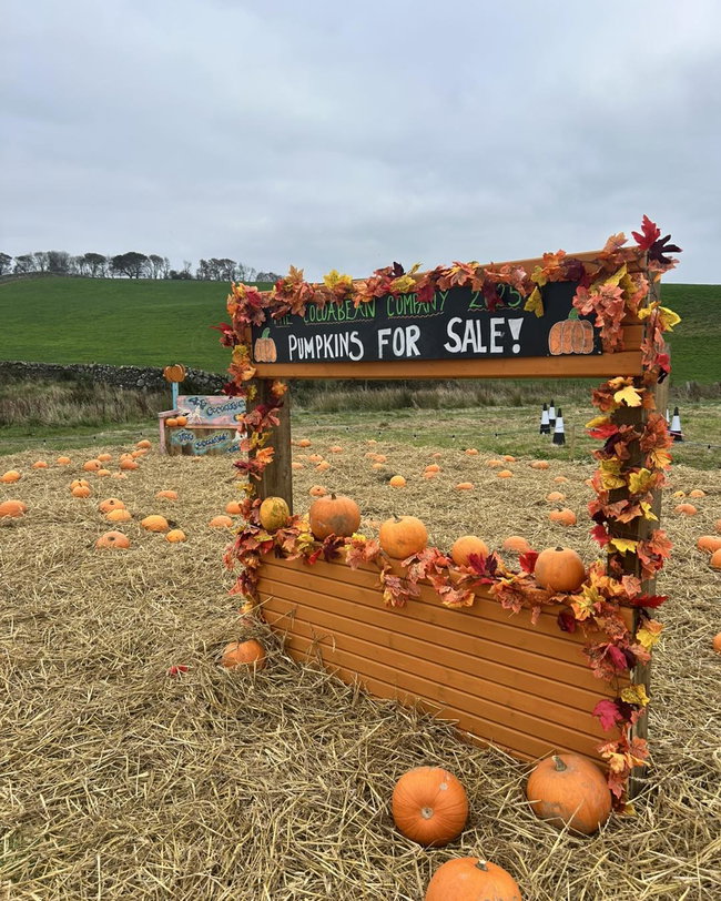Pumpkin Patch