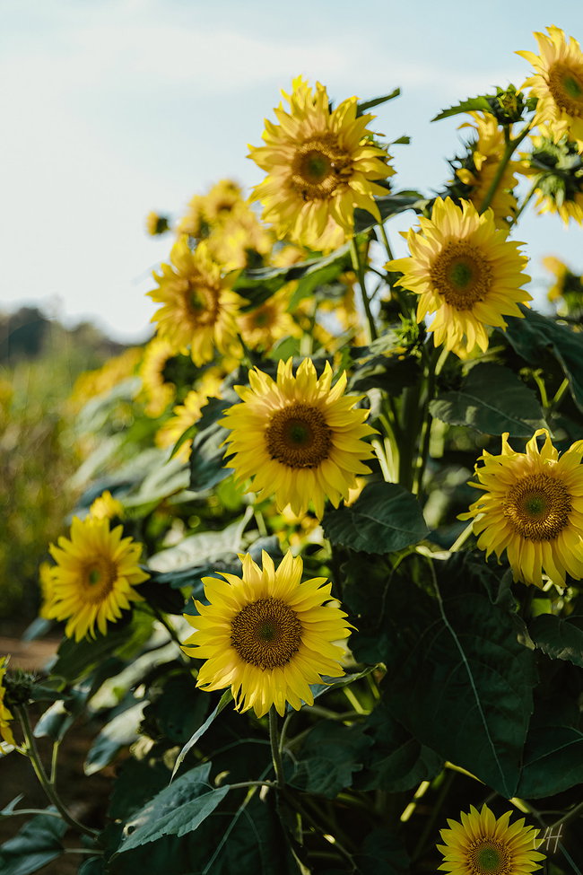 Field Reservation for Professional Photographers