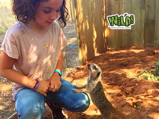 Mini V.I.P. Meerkat