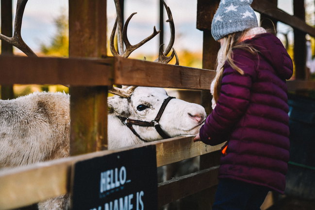 🦌Reindeer Visit 