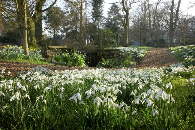Snowdrop Walk