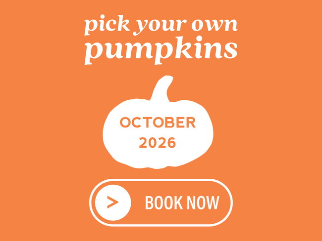 Pick Your Own Pumpkins at Westerton