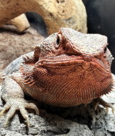Reptile Experience