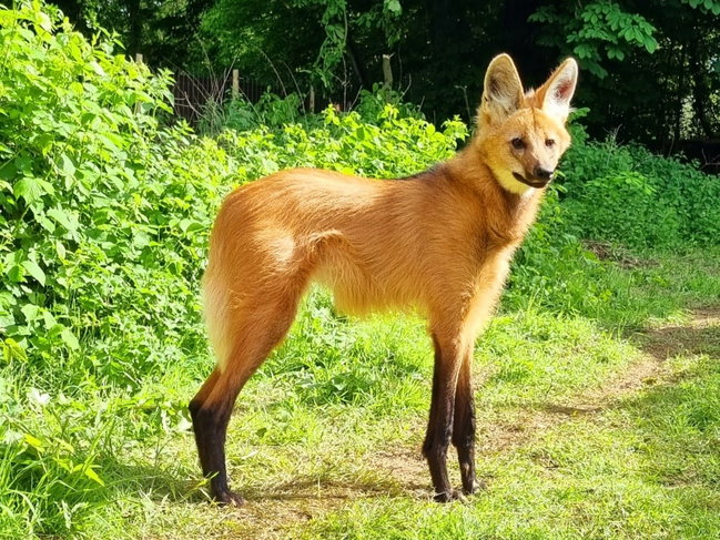 Maned Wolf Feeding Experience For One Gift Voucher