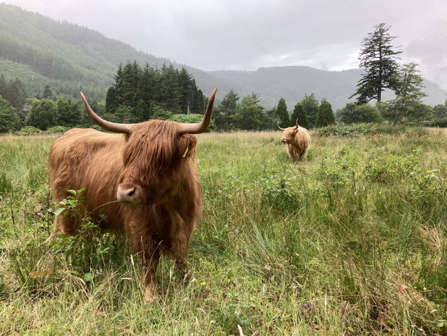 🐮 GROUP Highland Cow Experience